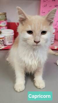Domestic Medium Hair Cats Available for Adoption in Richmond, Indiana - Capricorn | PetCurious