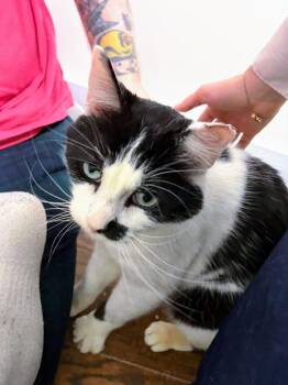 American Shorthair Cats Available for Adoption - Scotty | PetCurious