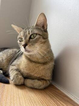 Muse -  Domestic Short Hair Cat for Adoption in Reston, Virginia - Muse | PetCurious