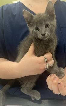 Domestic Short Hair Cats Available for Adoption - ECHO | PetCurious