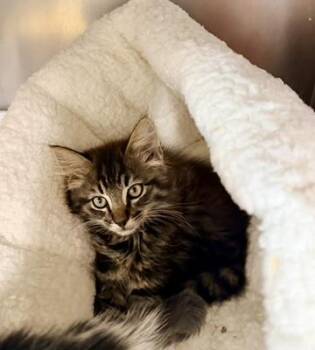 Tommy -  Domestic Long Hair Cat for Adoption in Petersburg, Virginia - Tommy | PetCurious