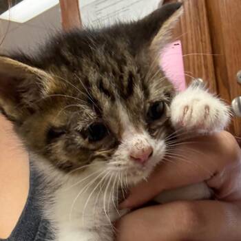 Calvin - 050712U -  Domestic Short Hair Cat for Adoption in Tupelo, Mississippi - Calvin - 050712U | PetCurious