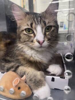 Jane -  Domestic Medium Hair Cat for Adoption in Topeka, Kansas - Jane | PetCurious
