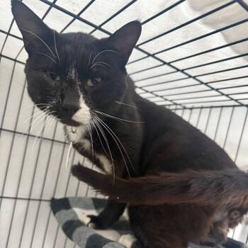Oscar -  Domestic Short Hair Cat for Adoption in Normal, Illinois - Oscar | PetCurious