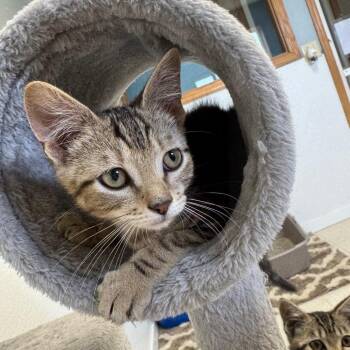 Turtle -  Domestic Short Hair Cat for Adoption in Milford, Iowa - Turtle | PetCurious