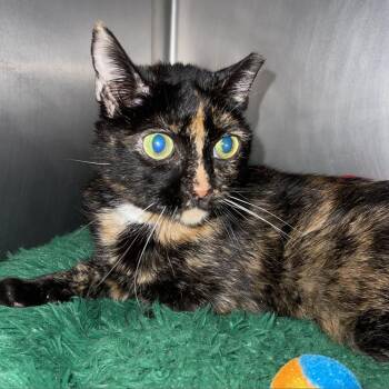 Missy -  Domestic Short Hair and Mixed Breed Cat for Adoption in Titusville, Florida - Missy | PetCurious