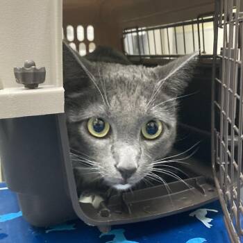 Aries -  Domestic Short Hair Cat for Adoption in Galveston, Texas - Aries | PetCurious