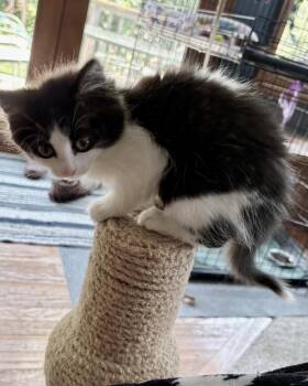 Mrs. Puff -  Domestic Medium Hair Cat for Adoption in Columbus, Minnesota - Mrs. Puff | PetCurious