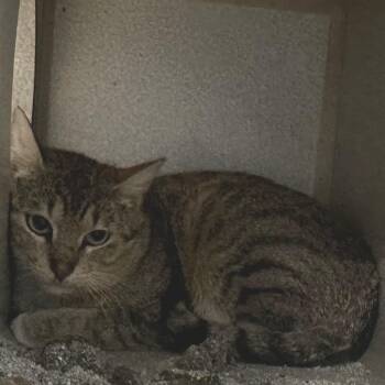 Domestic Short Hair Cats Available for Adoption in Austin, Texas - Dilbert | PetCurious