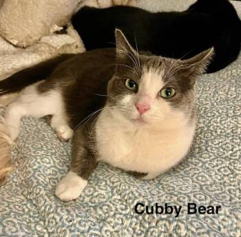 Cubby Bear -  Domestic Short Hair Cat for Adoption in Tustin, California - Cubby Bear | PetCurious