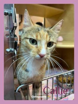 CALlIE -  Tabby and Calico Cat for Adoption in Lawton, Oklahoma - CALlIE | PetCurious