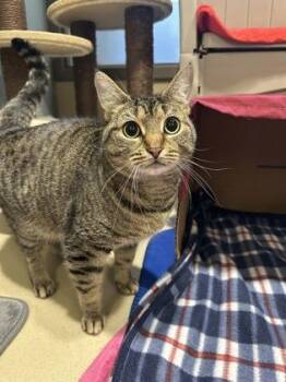 Jupiter -  Domestic Short Hair Cat for Adoption in Quakertown, Pennsylvania - Jupiter | PetCurious