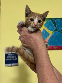 Tundra -  Domestic Medium Hair Cat Available for Adoption in Rockwall, Texas - Tundra | PetCurious