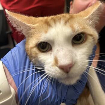 Oliver Jr. -  Domestic Medium Hair Cat for Adoption in Charlottesville, Virginia - Oliver Jr. | PetCurious
