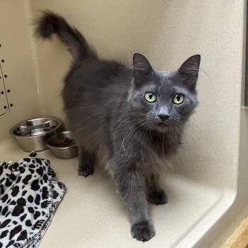Macie -  Domestic Long Hair Cat for Adoption in Clarksville, Virginia - Macie | PetCurious