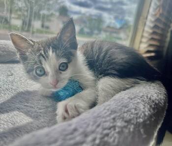 Domestic Short Hair Cats Available for Adoption in Fruit Heights, Utah - Amy | PetCurious