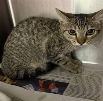 IVY -  Domestic Medium Hair Cat for Adoption in Jacksonville, Florida - IVY | PetCurious