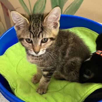Gary - Fun & Sweet -  Tabby Cat for Adoption in Hoquiam, Washington - Gary - Fun & Sweet | PetCurious