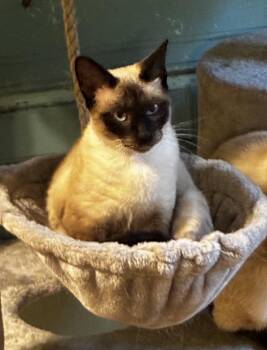 Eleanor -  Siamese Cat for Adoption in Theodore, Alabama - Eleanor | PetCurious