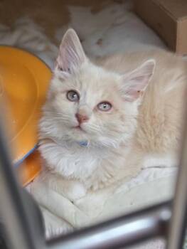 Buster Bar -  Domestic Medium Hair and Domestic Short Hair Cat for Adoption in Westland, Michigan - Buster Bar | PetCurious