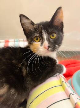 Ryla -  Calico Cat for Adoption in Oakley, California - Ryla | PetCurious