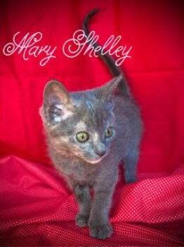 Mary Shelley -  Domestic Short Hair Cat for Adoption in Pleasanton, Texas - Mary Shelley | PetCurious