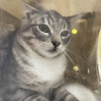 Collision -  Domestic Short Hair Cat for Adoption in Austin, Texas - Collision | PetCurious