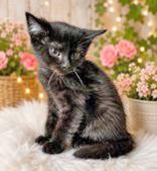 Domestic Medium Hair Cats Available for Adoption in Portsmouth, Ohio - Maeve | PetCurious