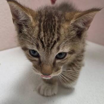 Bronze -  Domestic Short Hair Cat for Adoption in Jupiter, Florida - Bronze | PetCurious