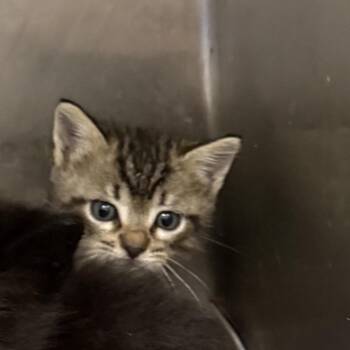 Domestic Medium Hair Cats Available for Adoption in Houston, Texas - Eli | PetCurious