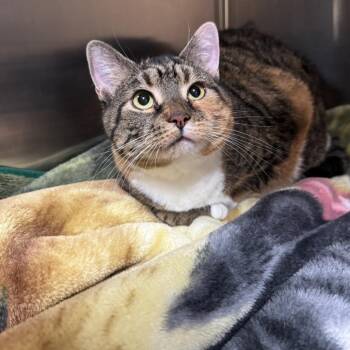 Domestic Short Hair Cats Available for Adoption - Nova | PetCurious