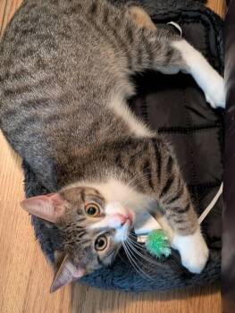 Tollhouse -  Domestic Short Hair Cat for Adoption in Adrian, Michigan - Tollhouse | PetCurious