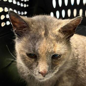 Mama Solo -  Domestic Short Hair Cat Available for Adoption in Mt. Juliet, Tennessee - Mama Solo | PetCurious