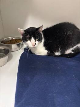 Simon -  Domestic Short Hair Cat for Adoption in Frankfort, Kentucky - Simon | PetCurious