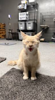 Domestic Long Hair Cats Available for Adoption in Houston, Texas - Sherbet | PetCurious