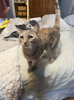Domestic Short Hair Cats Available for Adoption in Lafayette, Colorado - Jazzy | PetCurious