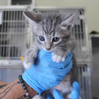 Domestic Short Hair Cats Available for Adoption in Yucca Valley, California - Fonz | PetCurious