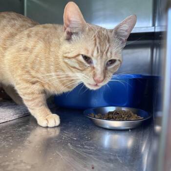Seraphim -  Domestic Short Hair Cat for Adoption in South Haven, Michigan - Seraphim | PetCurious