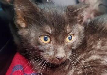 Gelato -  Domestic Short Hair Cat for Adoption in Kansas City, Missouri - Gelato | PetCurious