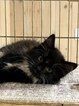 ALTO -  Domestic Medium Hair Cat for Adoption in Southbury, Connecticut - ALTO | PetCurious
