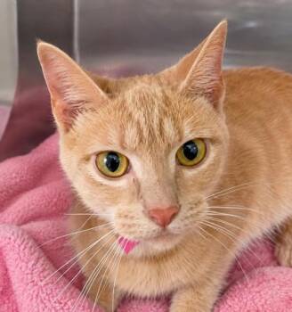 Emeline -  Domestic Short Hair Cat for Adoption in Mason, Michigan - Emeline | PetCurious