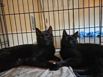 Domestic Short Hair Cats Available for Adoption in Syracuse, New York - Tyler & Mia | PetCurious
