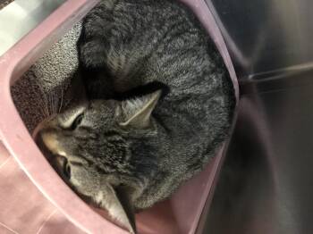 Domestic Short Hair Cats Available for Adoption in Parma, Ohio - Bugz | PetCurious