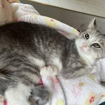 Arabis - a fun loving little girl that will warm your heart and  -  Tabby Cat for Adoption in Lemoyne, Pennsylvania - Arabis - A Fun Loving Little Girl That Will Warm Your Heart And  | PetCurious