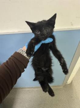 RIVER -  Domestic Short Hair Cat for Adoption in Doral, Florida - RIVER | PetCurious