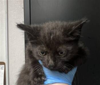 Domestic Long Hair Cats Available for Adoption in San Bernardino, California - LARRY | PetCurious