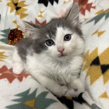 Bullwinkle -  Domestic Medium Hair Cat for Adoption in Waldorf, Maryland - Bullwinkle | PetCurious