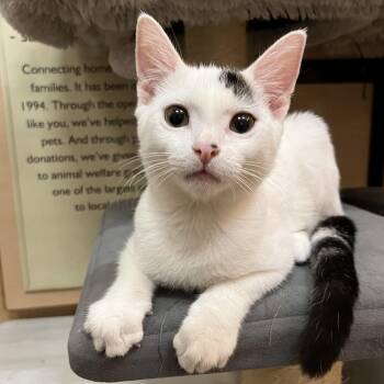 Whitey -  Domestic Short Hair Cat for Adoption in Tustin, California - Whitey | PetCurious