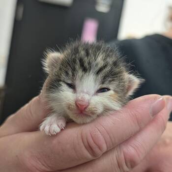 Domestic Short Hair Cats Available for Adoption in Ardmore, Oklahoma - Mudge Mudfoot | PetCurious