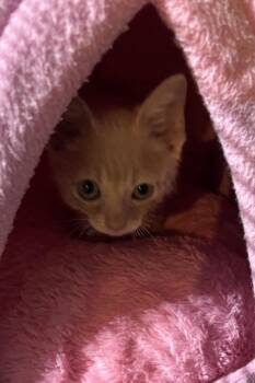 Gino -  Domestic Short Hair Cat for Adoption in Cumming, Georgia - Gino | PetCurious